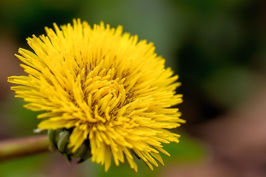 Löwenzahnblüte