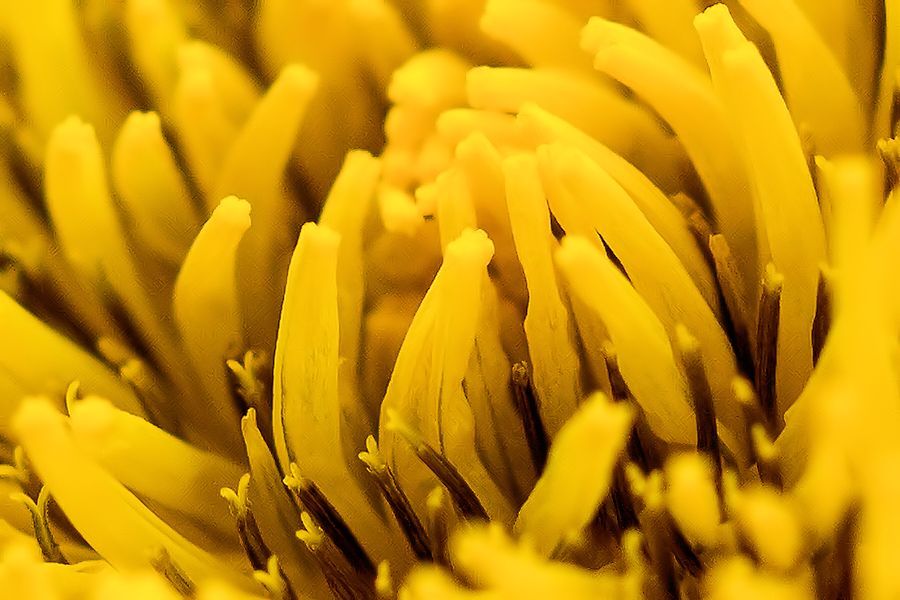 Löwenzahnblüte