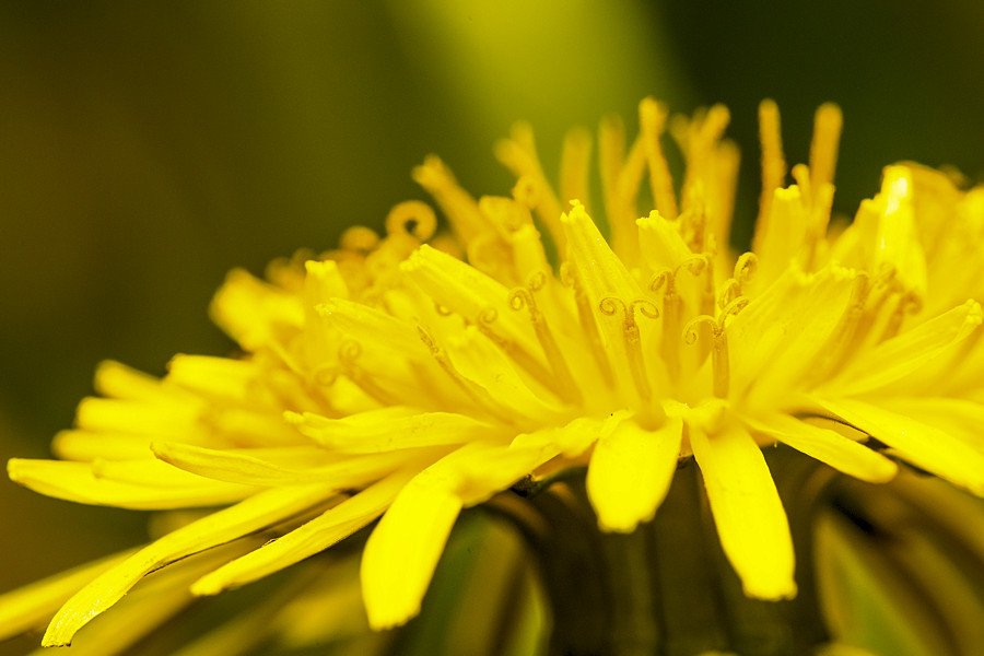 Löwenzahnblüte
