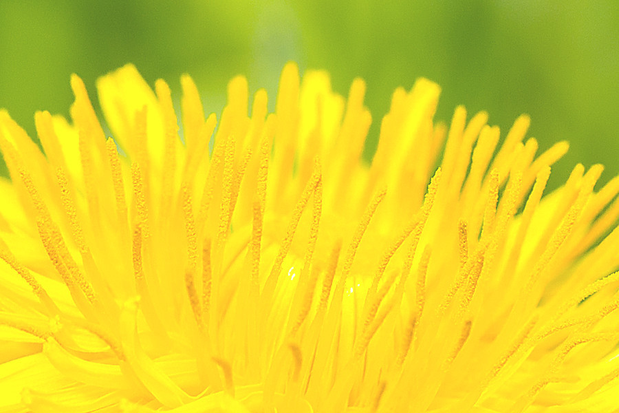 Löwenzahnblüte