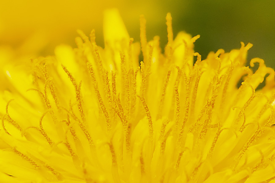 Löwenzahnblüte
