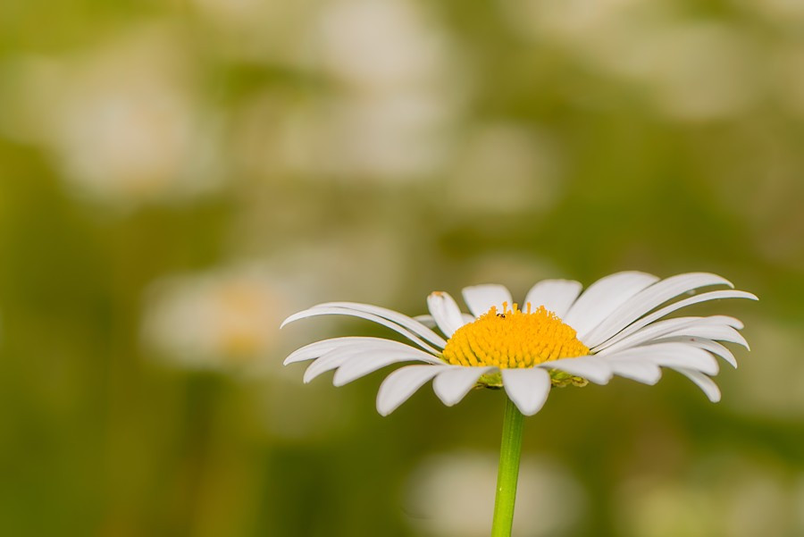 Margeriten