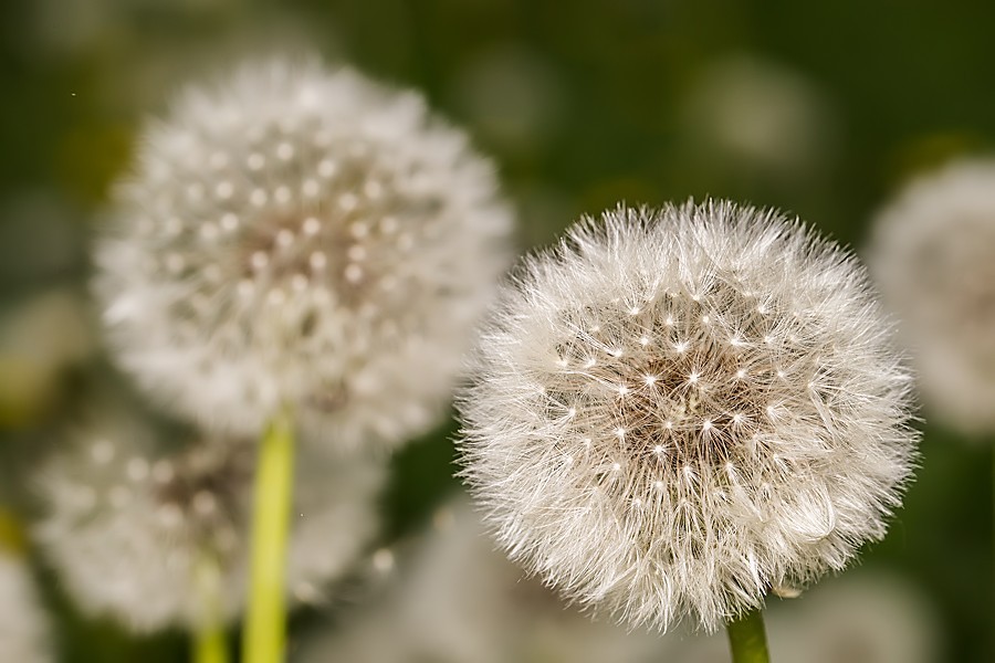 Pusteblume