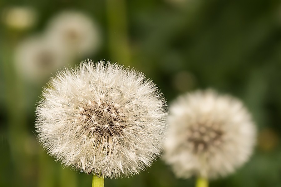 Pusteblume