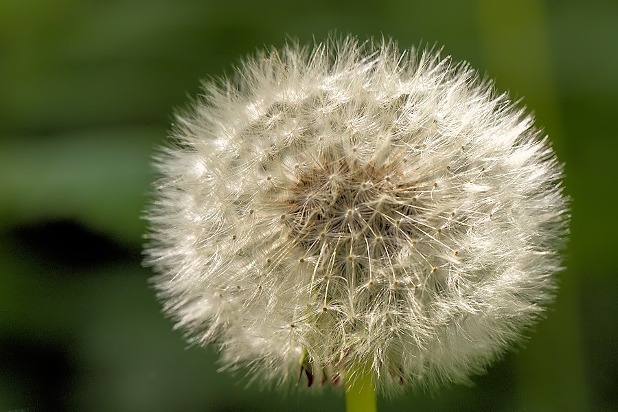 Pusteblume