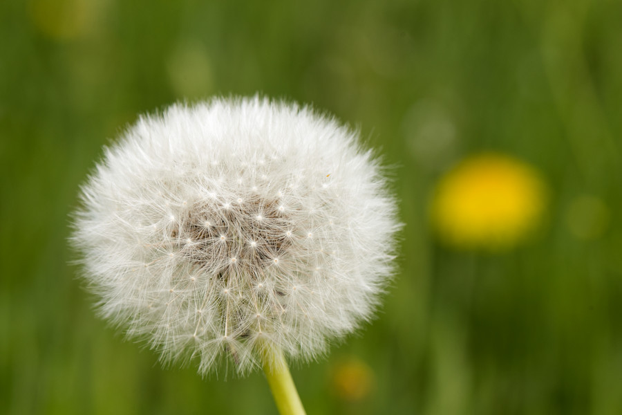 Pusteblume