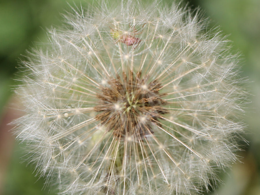 Pusteblume mit kleinem Tier oben drin