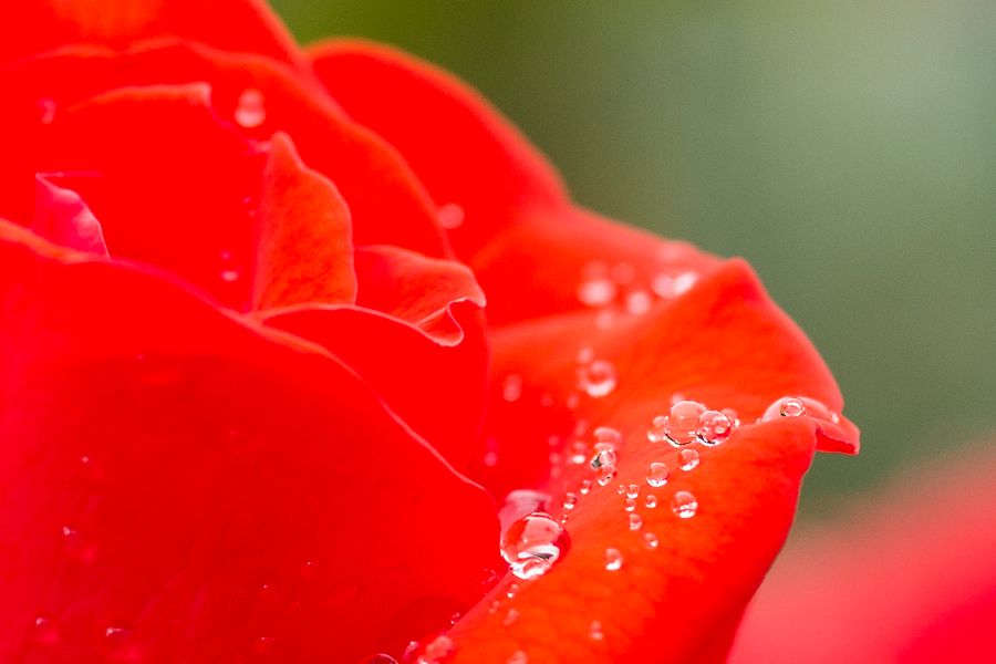 Rosenblüte mit Wassertropfen