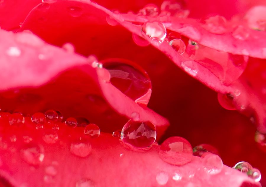 Rosenblüte mit Wassertropfen