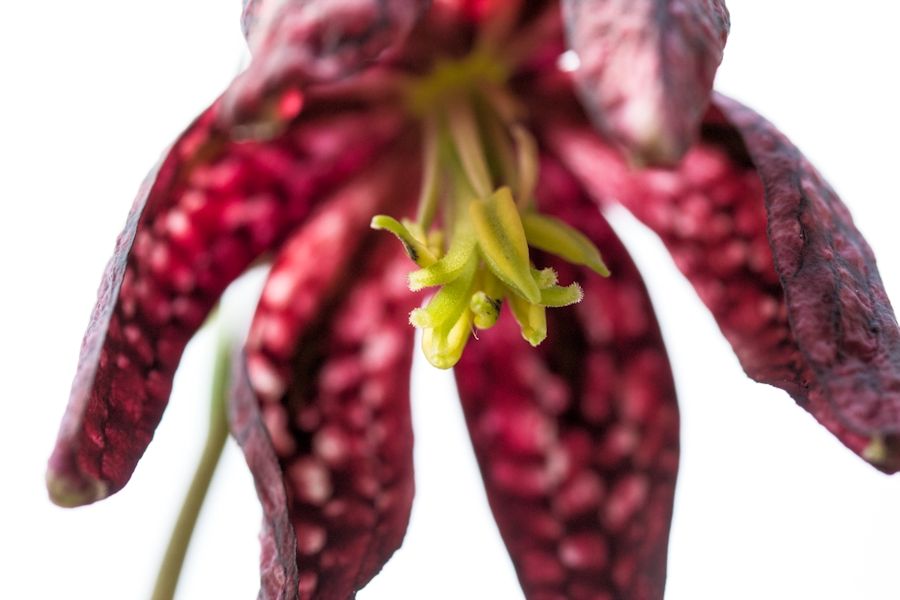 Schachbrettblume