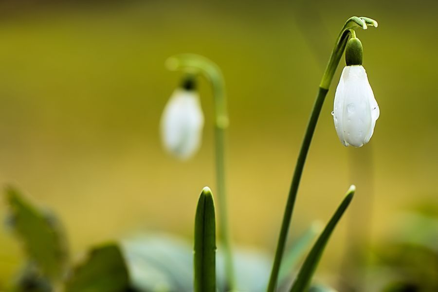 Schneeglöckchen