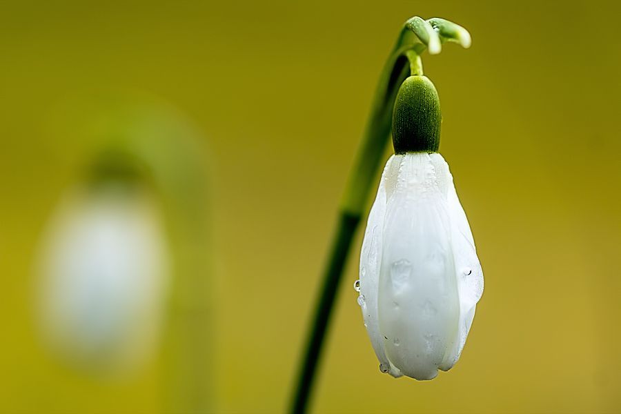 Schneeglöckchen