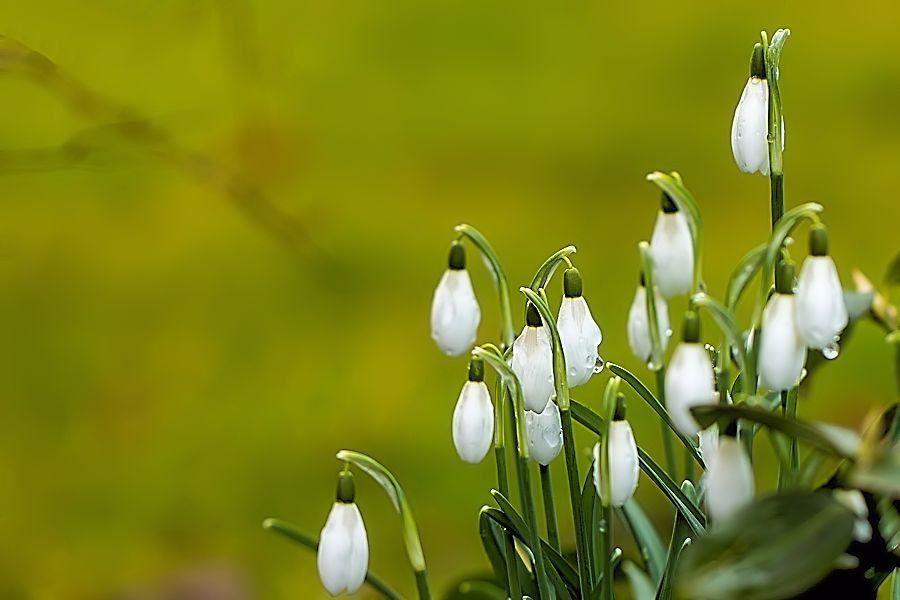 Schneeglöckchen
