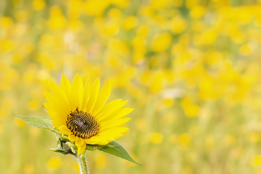 Sonnenblume