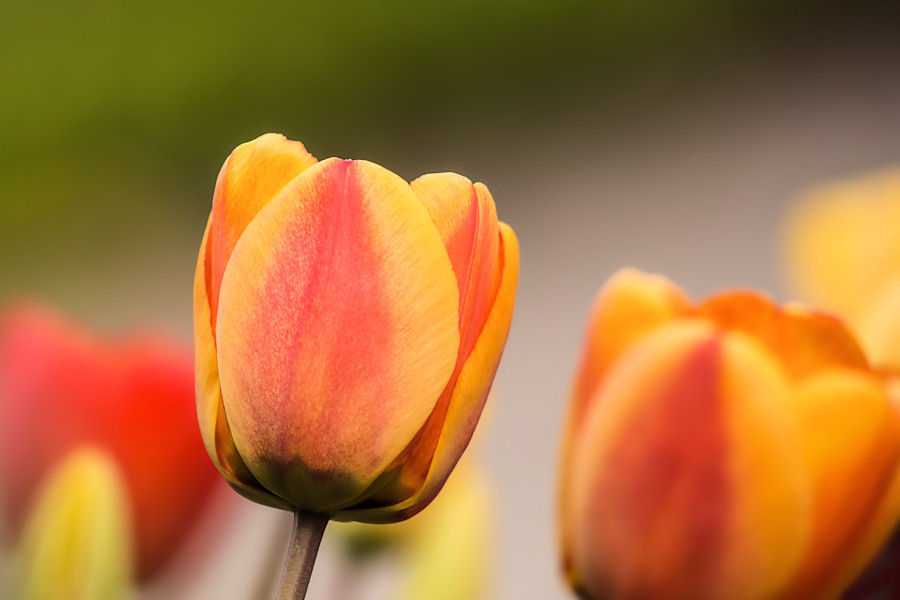 Tulpen