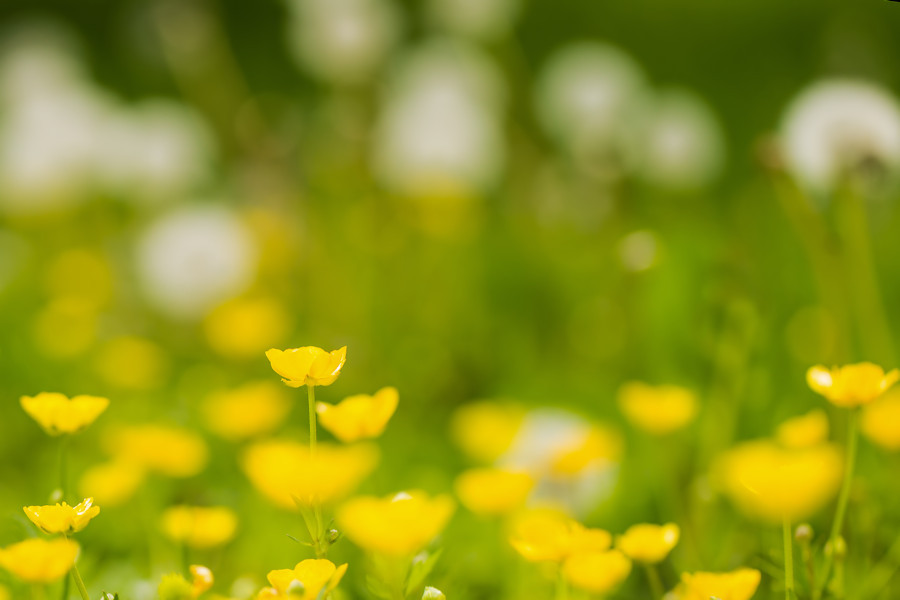 Wiese mit Butterblumen und Pusteblumen