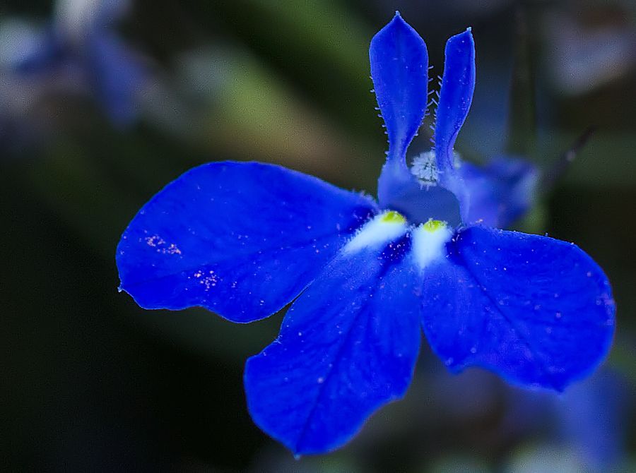 blaü Blüte