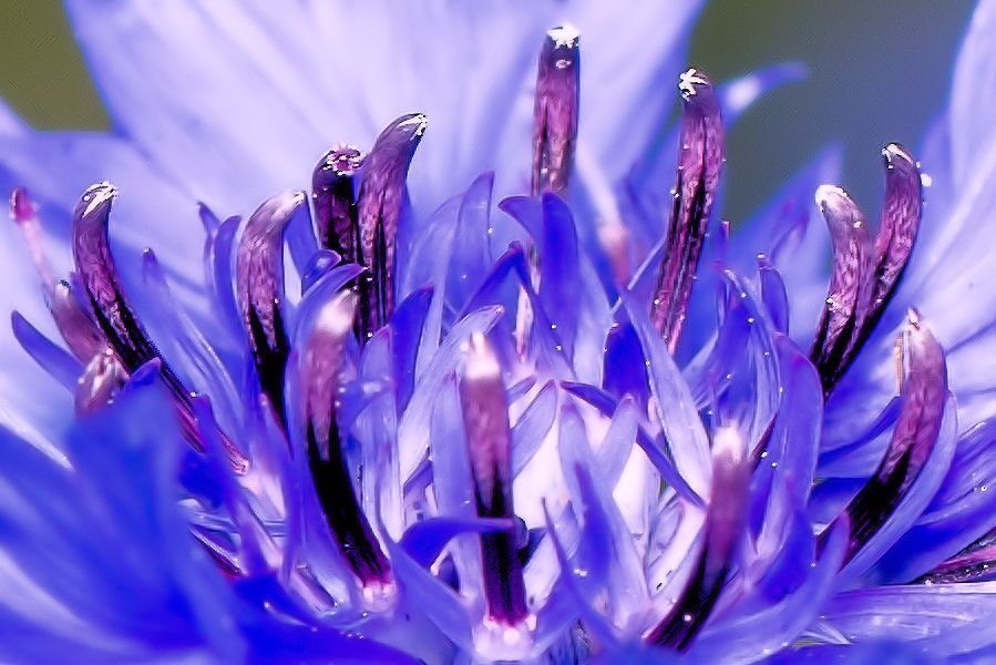 blaue Blüte