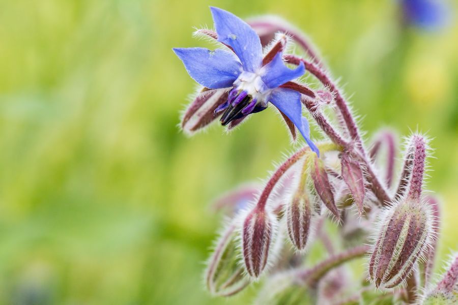 blaue Blüte