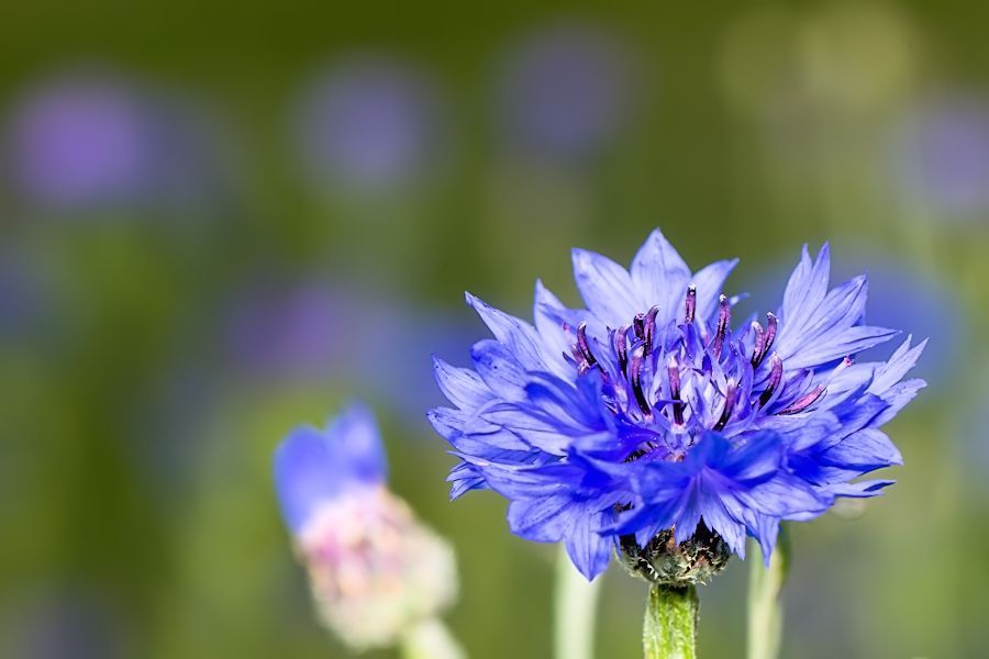 blaue Blüten