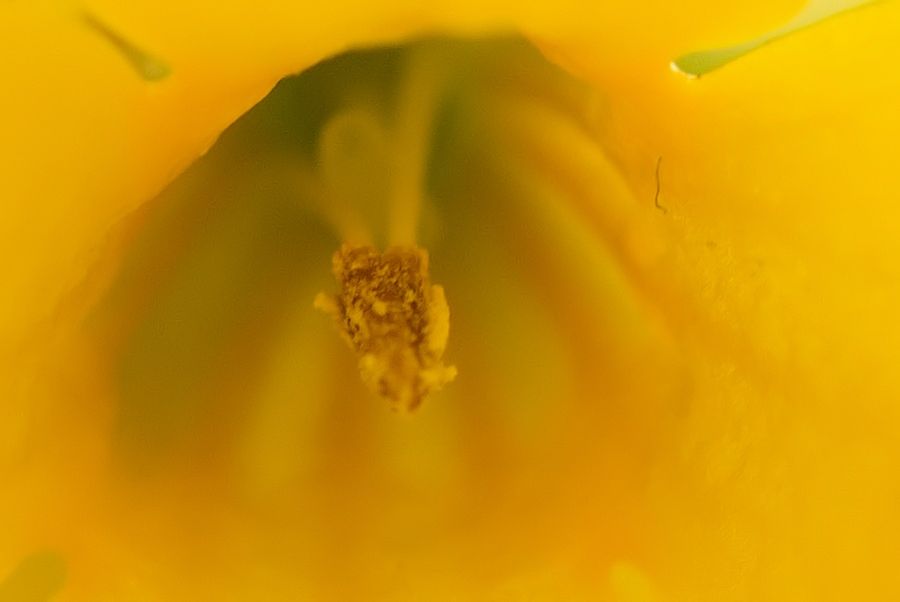 gelbe Blüte