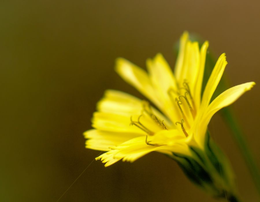 gelbe Blüte