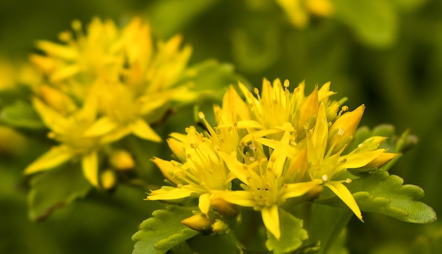 gelbe Blüte