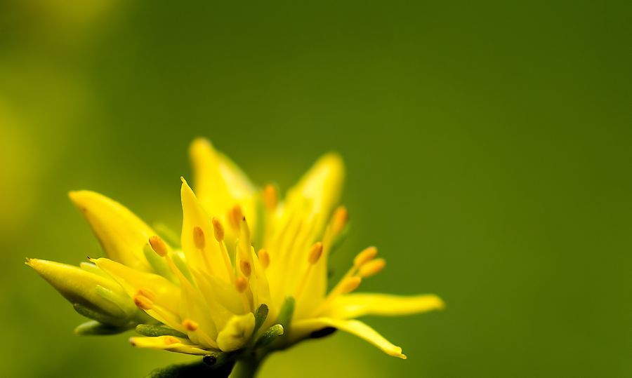 gelbe Blüte