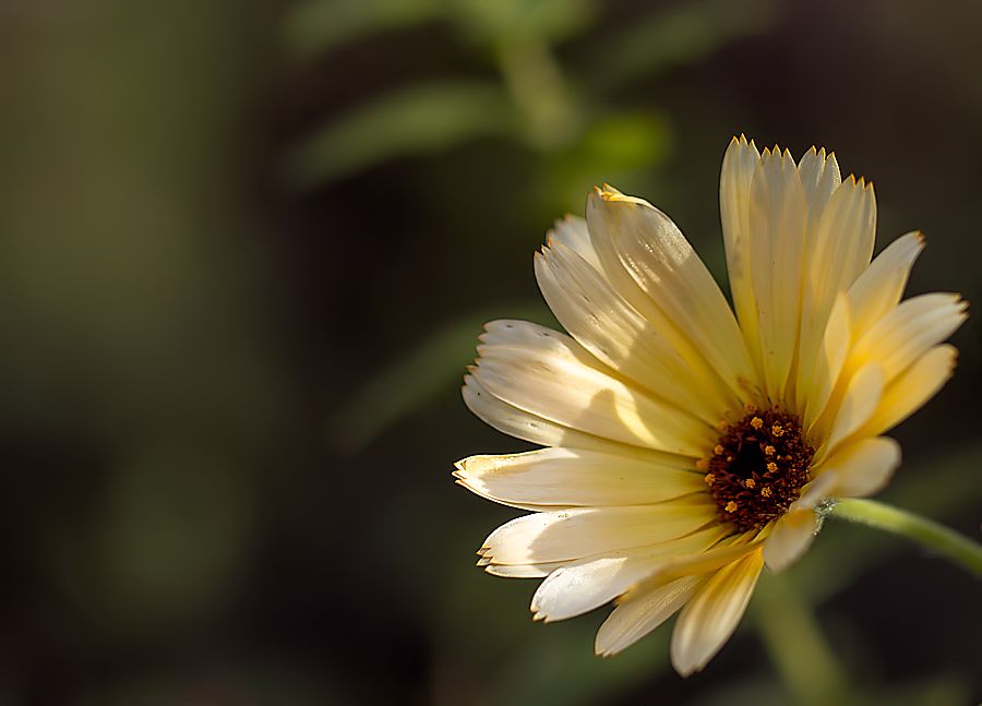 Calendula (Ringelblume)