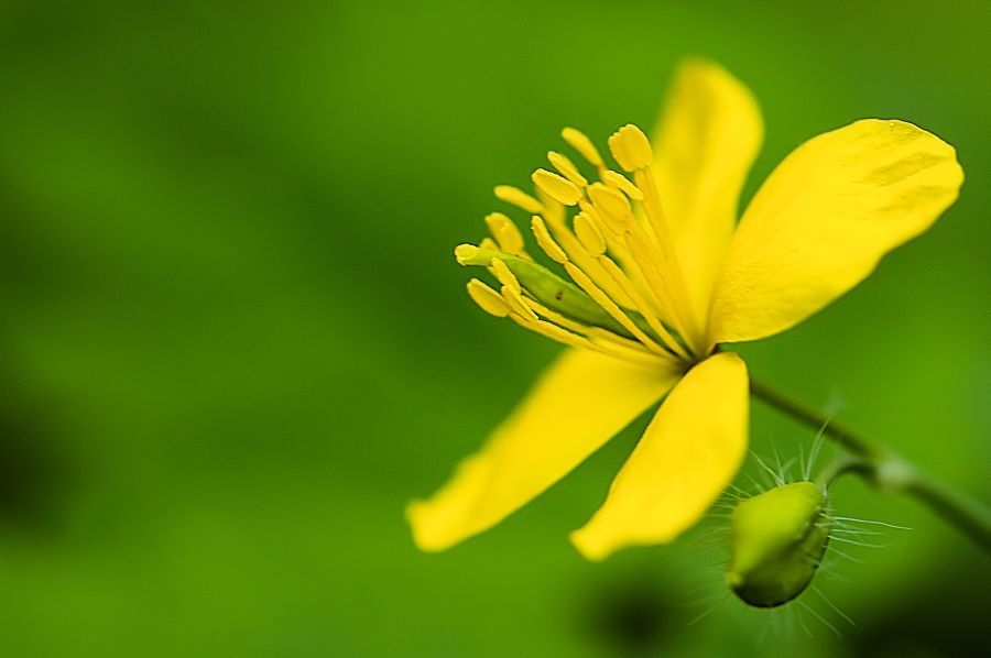 gelbe Blüte