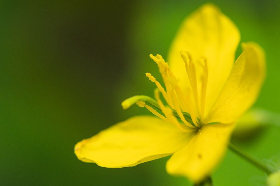 gelbe Blüte