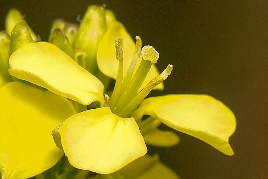gelbe Blüte