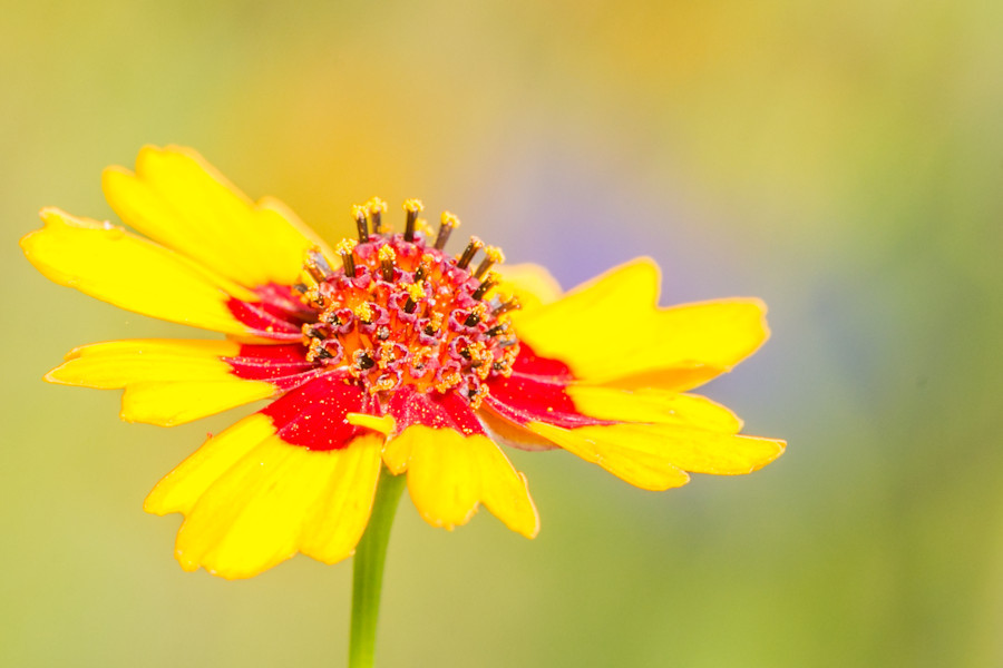 gelbe Blüte