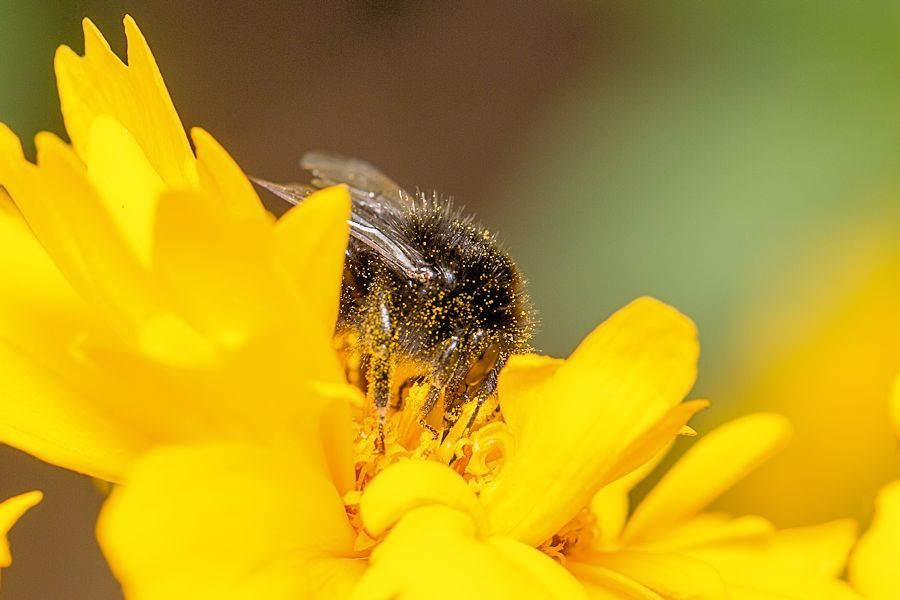 gelbe Blüte mit Hummel
