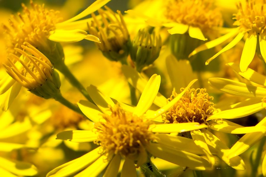 gelbe Blüten