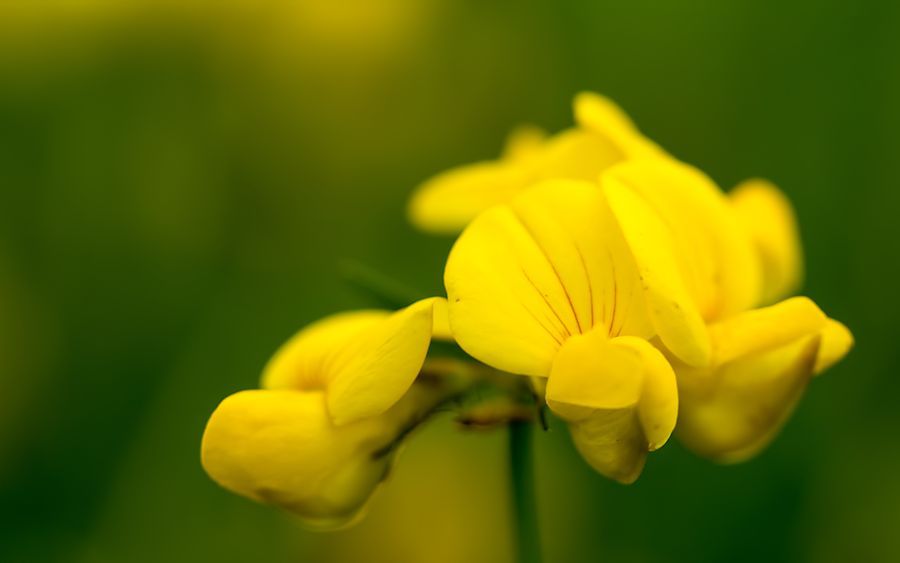 gelbe Blüten