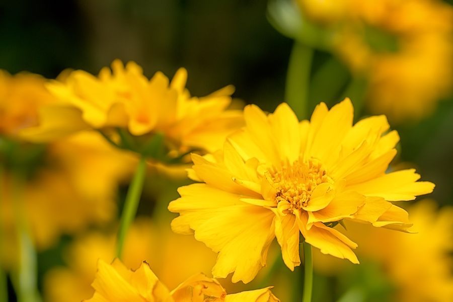 gelbe Blüten
