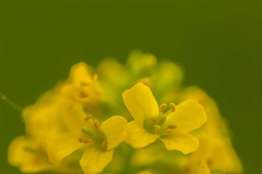 gelbe Blüten
