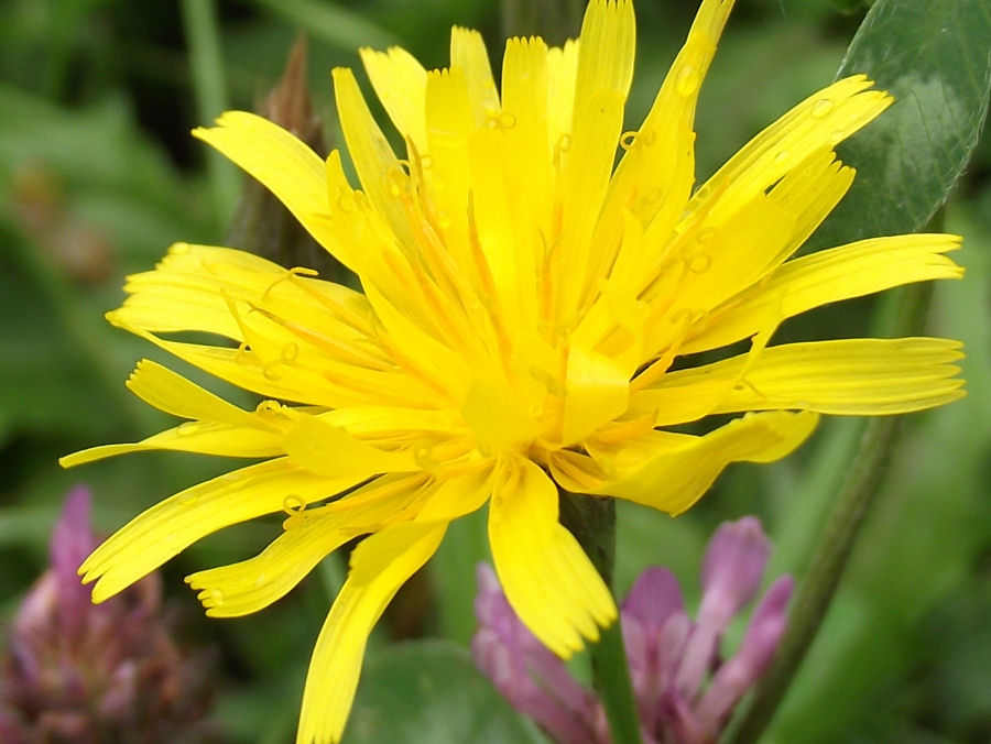 gelbe Blume