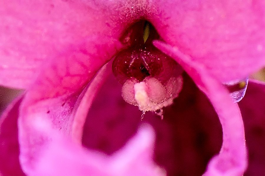 innere einer Lila Blüte