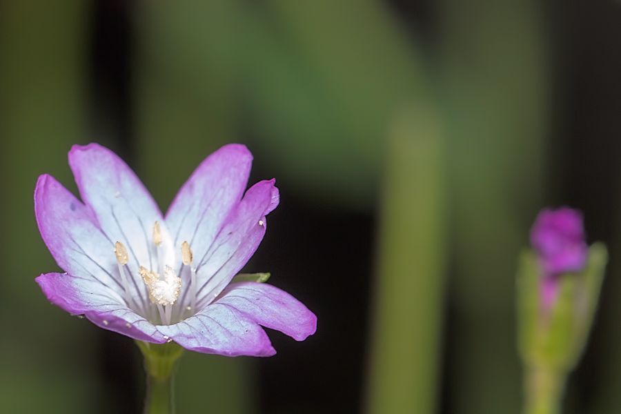 kleine Blüte