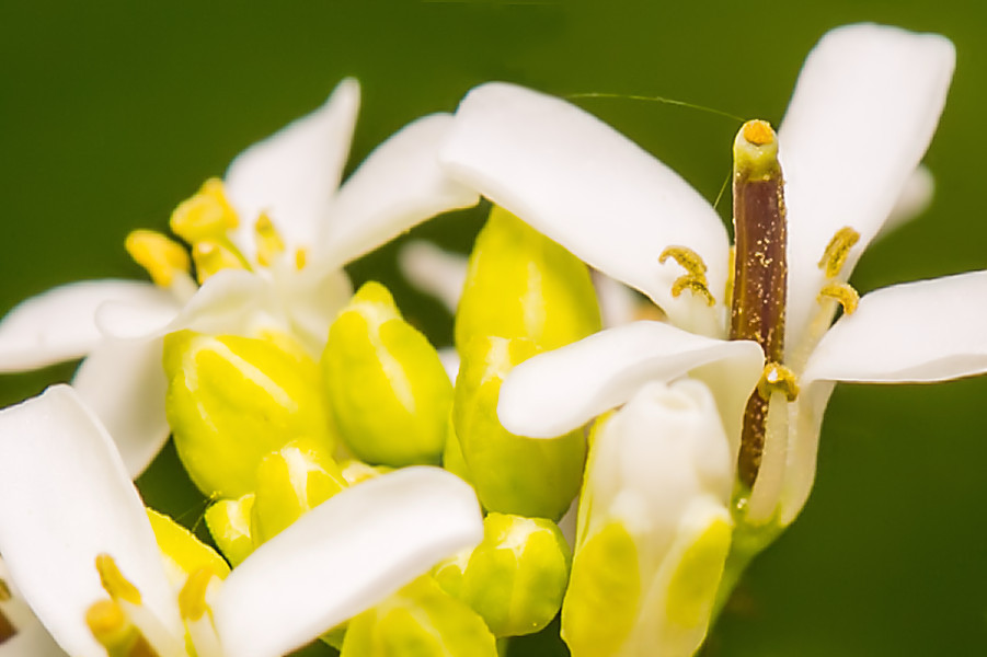 kleine Blüte