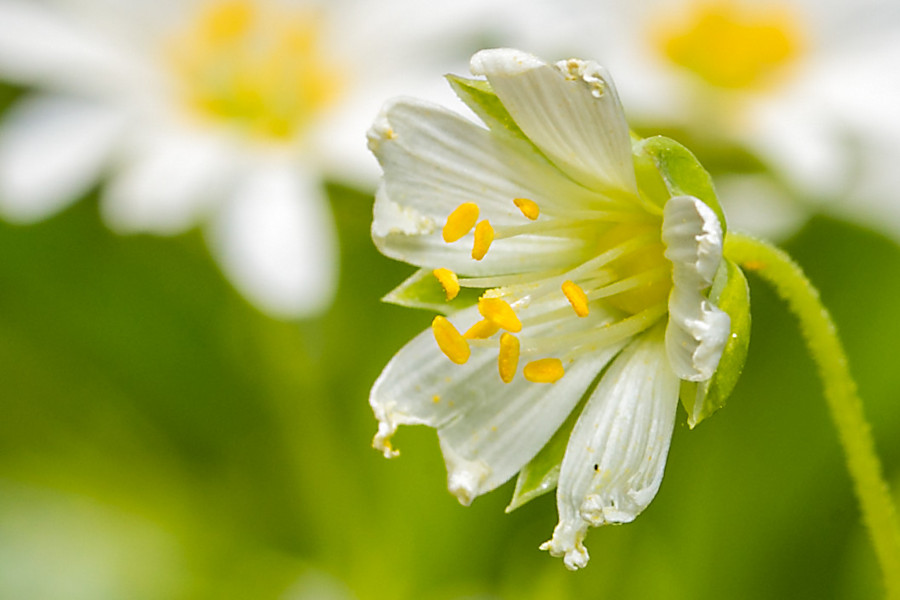 kleine Blüte