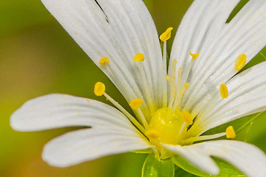 kleine Blüte