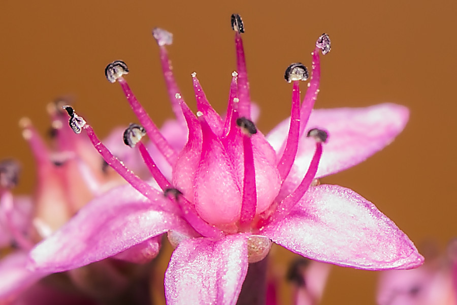 kleine Blüte