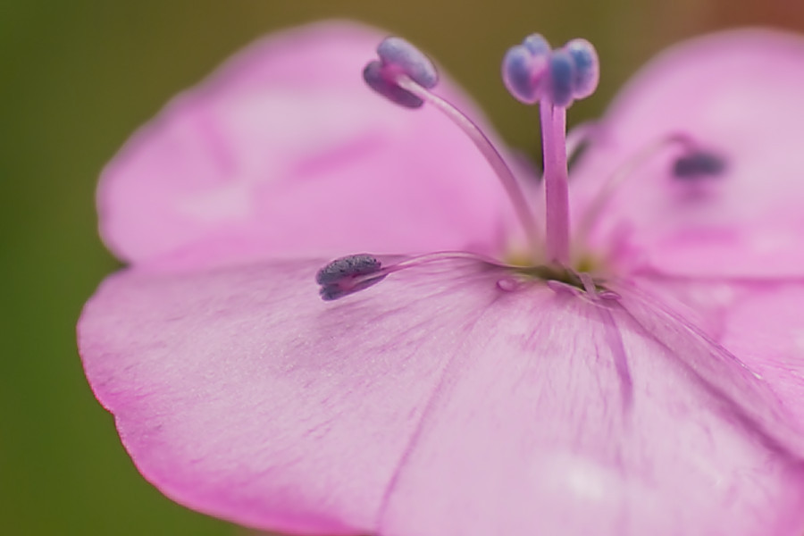 kleine Blüte
