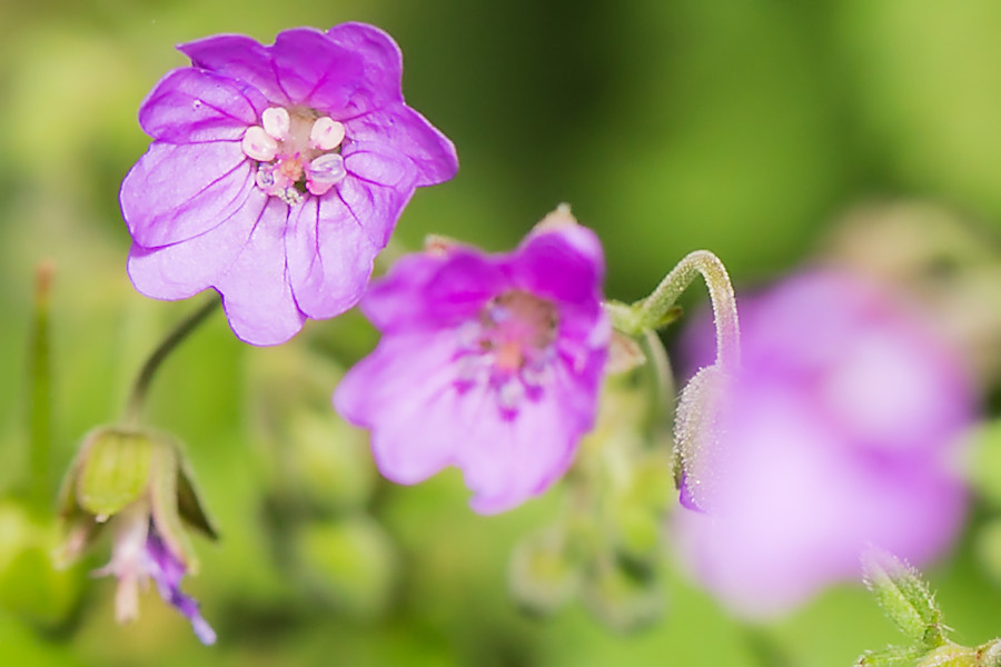 kleine Blüte