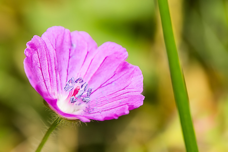 kleine Blüte