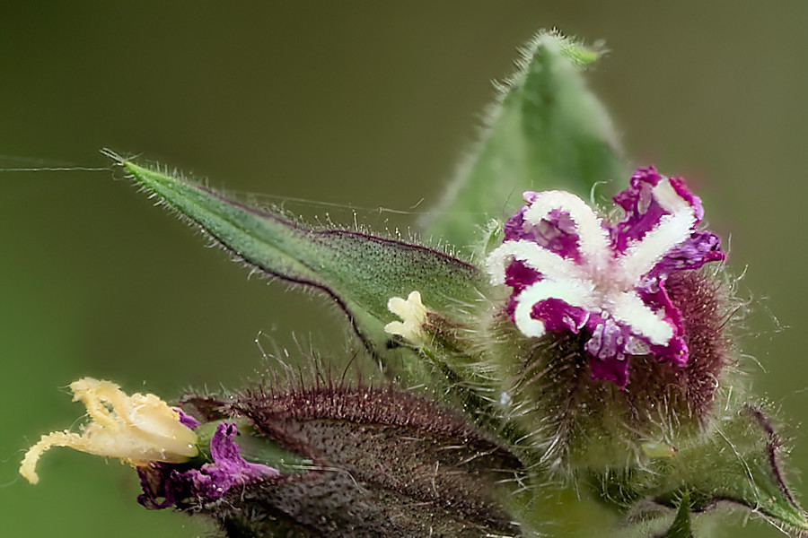 kleine Blüte