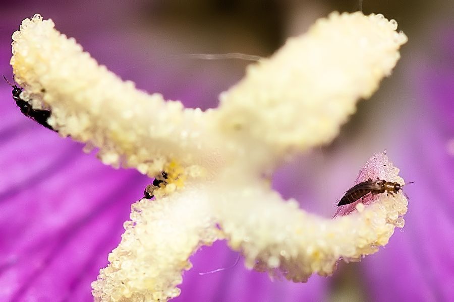 kleine Blüte mit winzigen Käfern